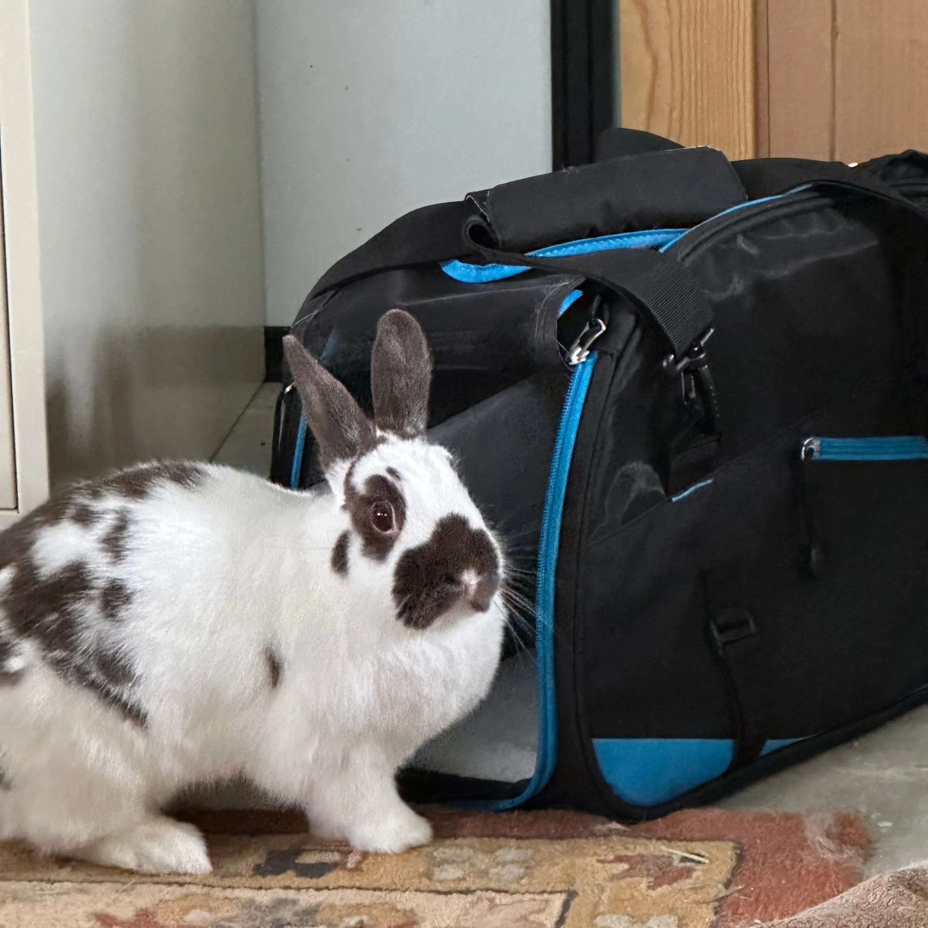 Bergan Comfort Carrier Voyager