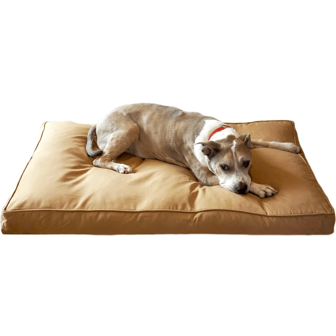 Clearance Dog Beds
