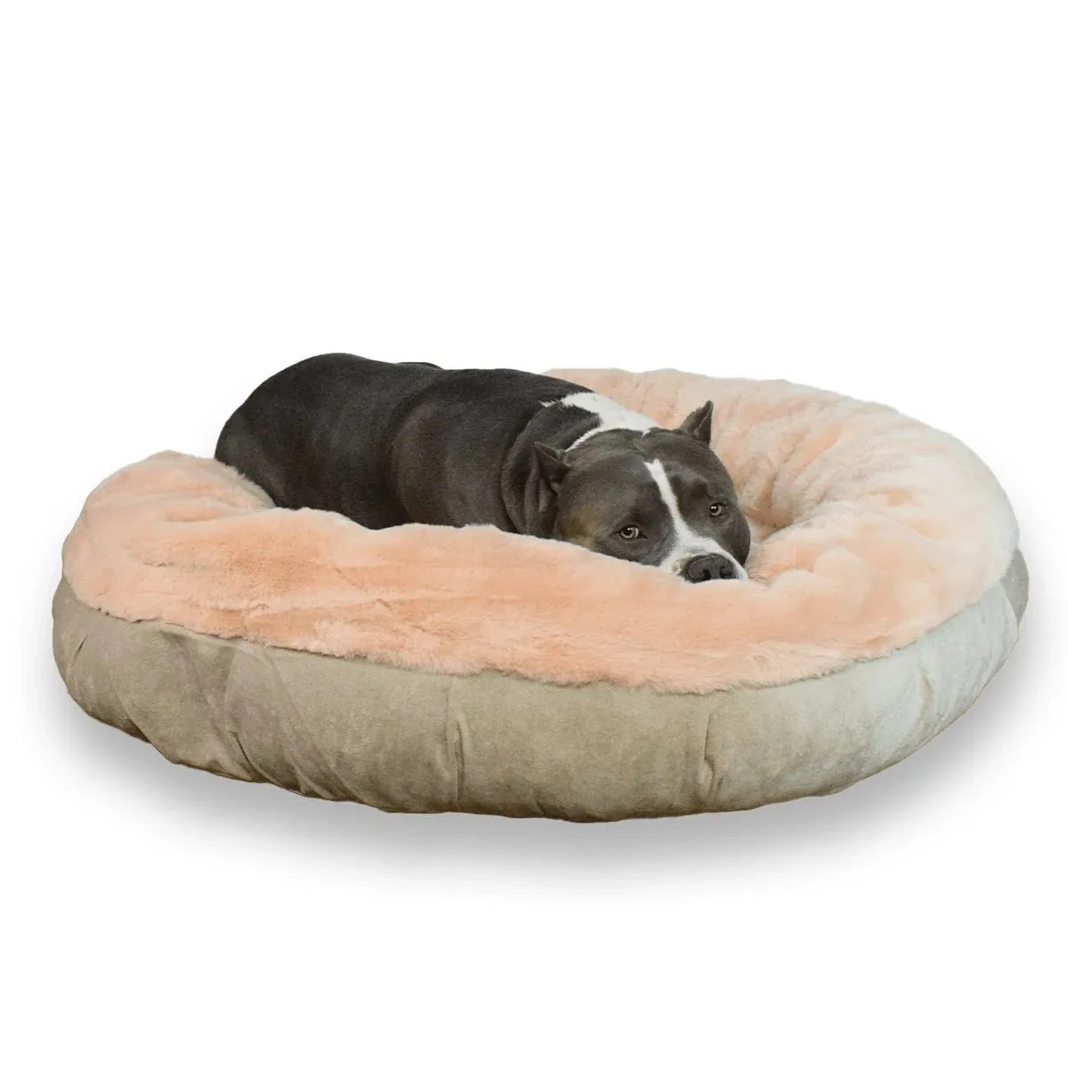 Clearance Dog Beds