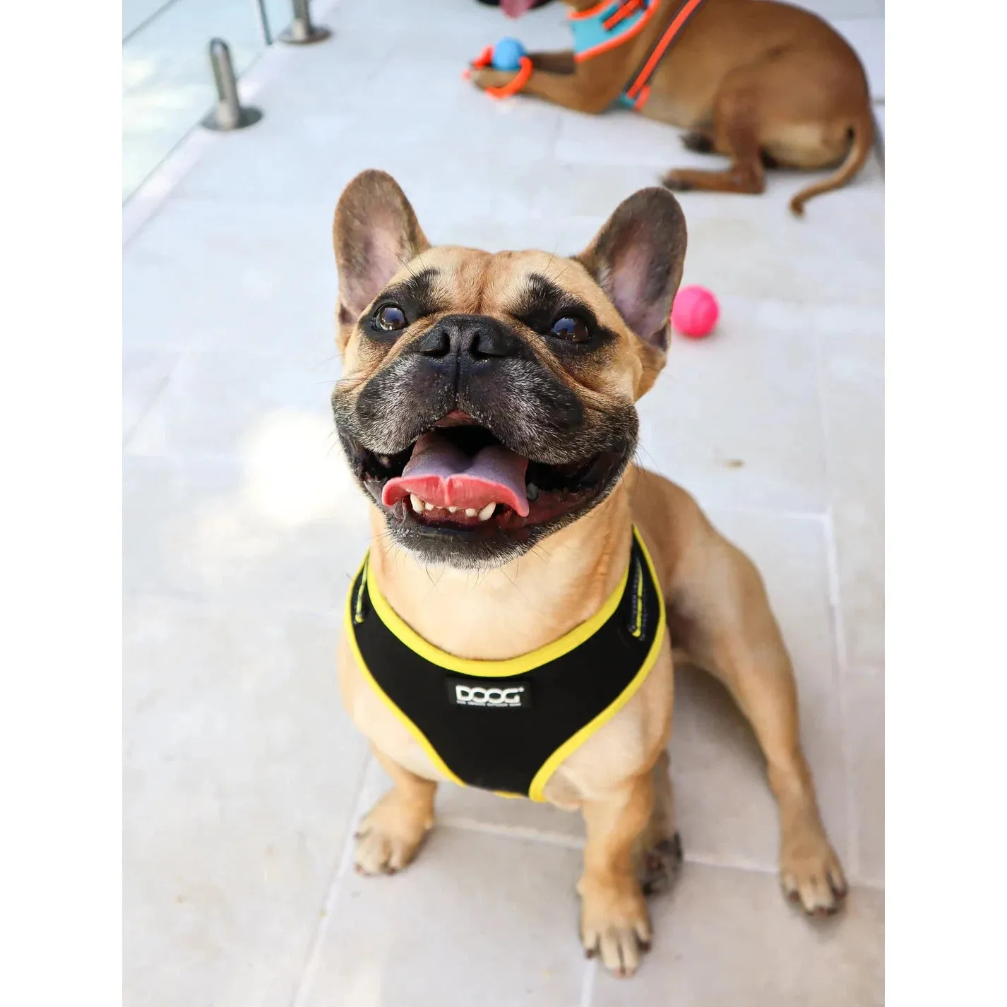 DOOG Neoflex Neoprene Bolt Neon Black and Yellow Dog Harness Medium^^^