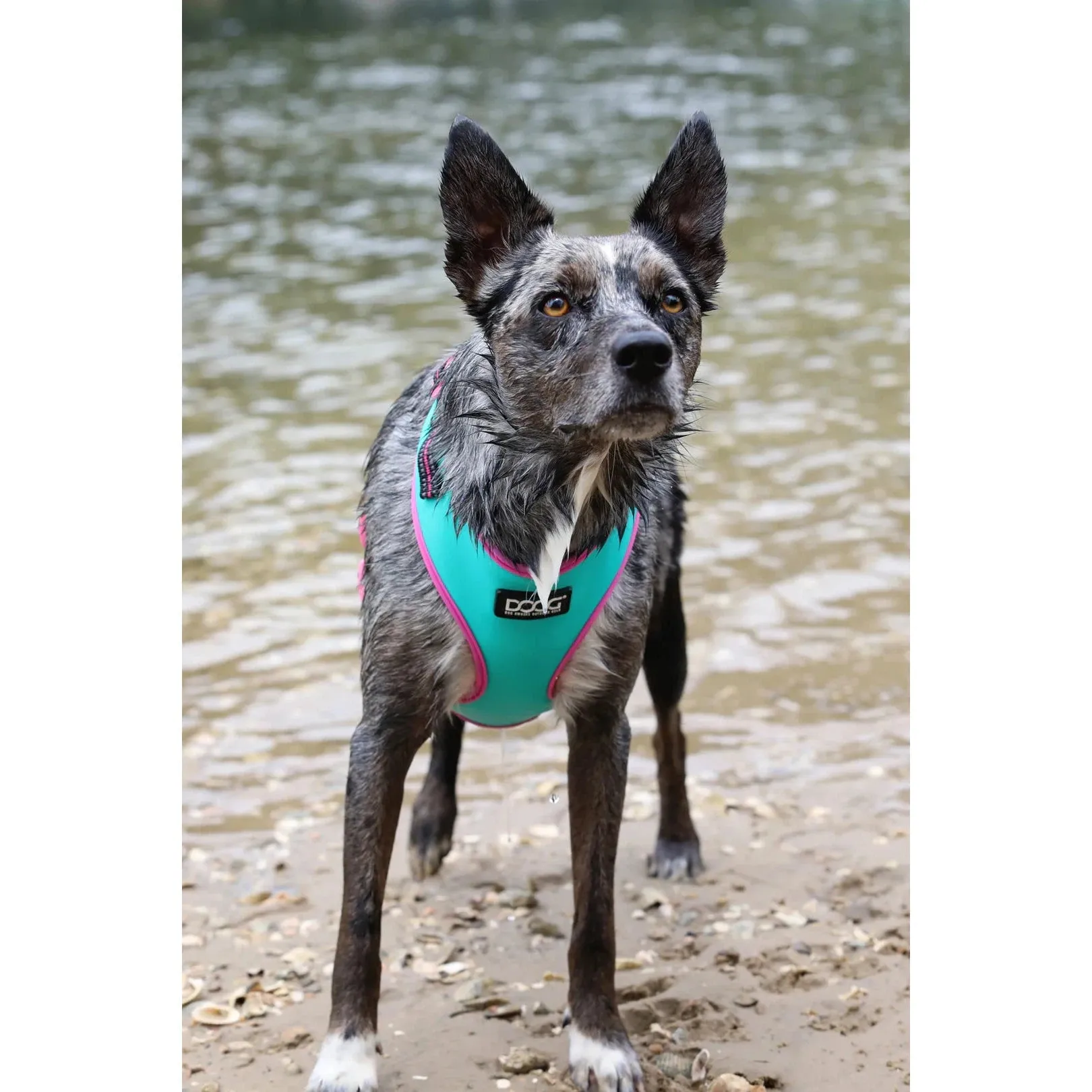 DOOG Neoflex Neoprene Rin Tin Tin Neon Teal and Pink Dog Harness Small^^^