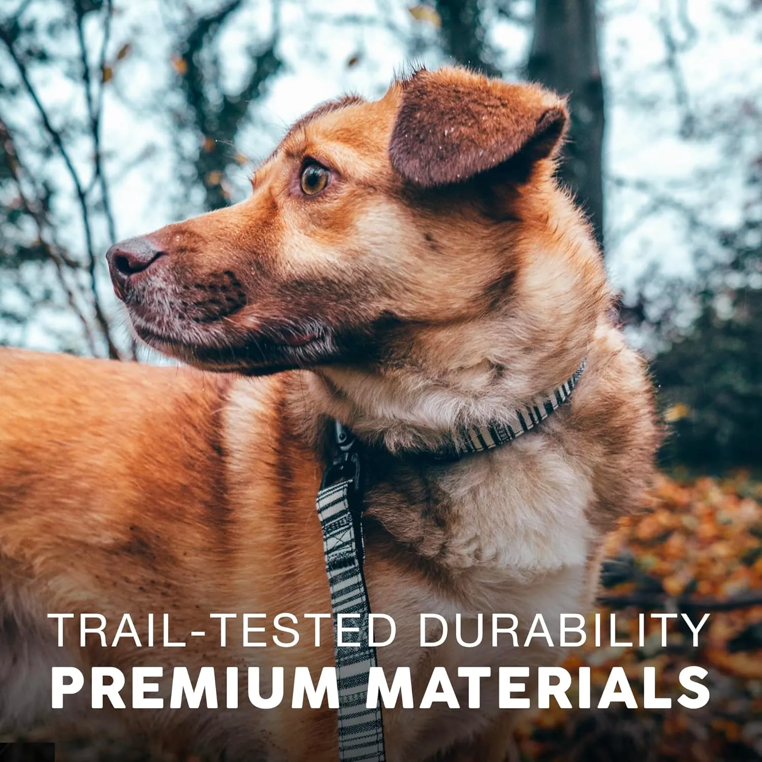 Embark Adventure Dog Collar  Stylish & Durable Nylon Collar for Medium Dogs,Comfortable & Adjustable Pet Collar for Medium Sized Dog with Strong Buckles