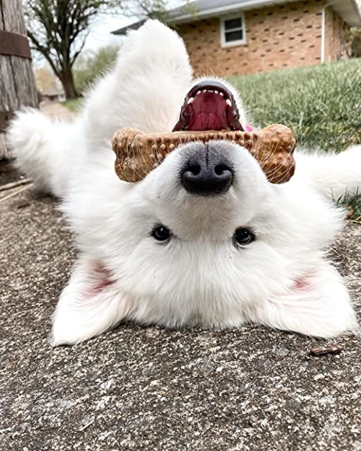 Nylabone Nubz Natural Edible Chew Treats for Dogs, Made in USA, Chicken Flavor, Large - Up to 50 lbs. (40 Count)