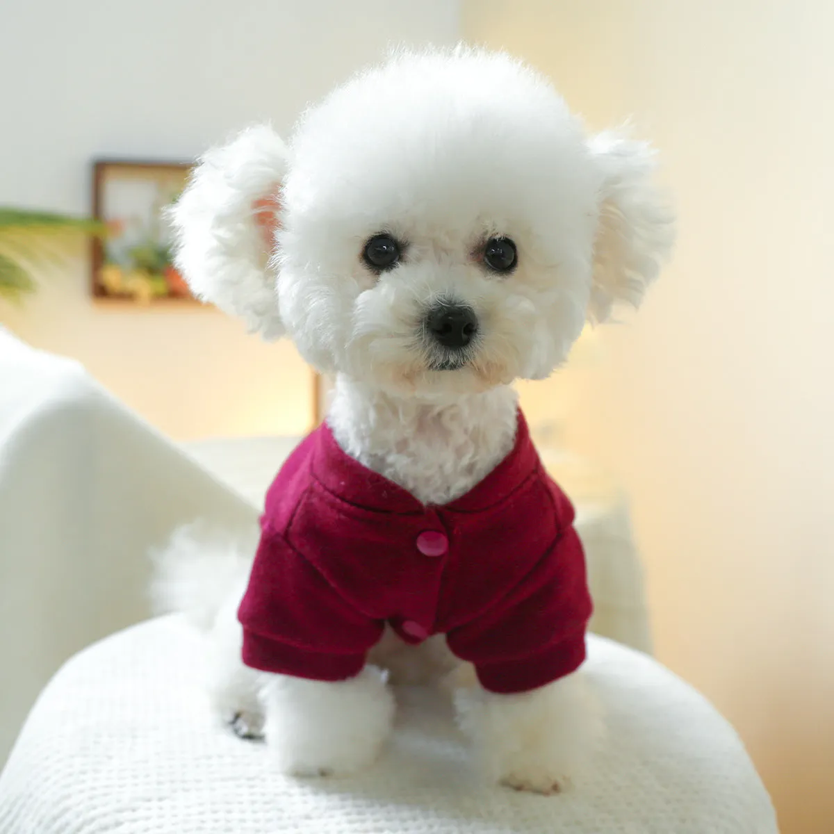Pet Clothes | Sports Dog & Cat Clothing | Autumn and Winter 52 Size Sweatshirt