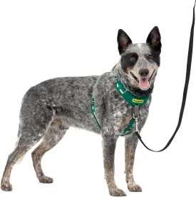PetSafe Easy Walk Comfort No-Pull Dog Harness Full-Body Padding - Better Walks on The First Use - 5 Points of Adjustment Medium/Large, Green