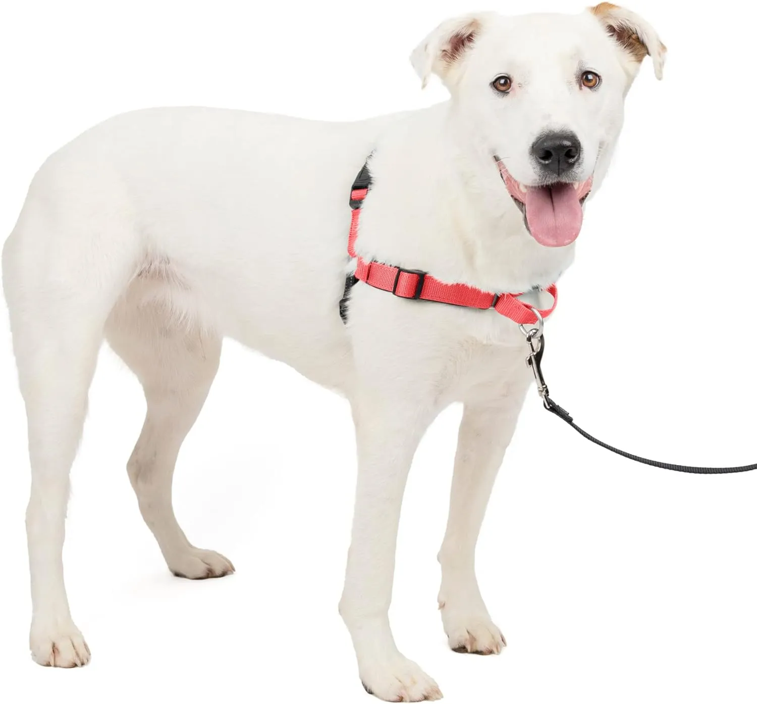 PetSafe Easy Walk Deluxe Dog Harness, No Pull Dog Harness  Perfect for Leash & Harness Training  Stops Pets from Pulling and Choking on Walks  Medium/Large, Rose
