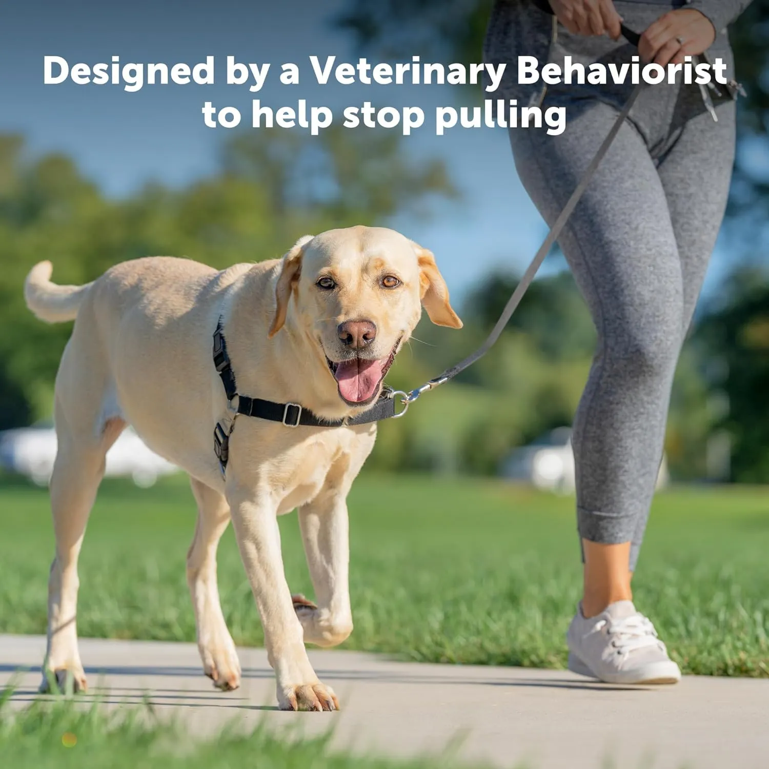 PetSafe Easy Walk No-Pull Dog Harness - The Ultimate Harness to Help Stop Pulling - Take Control & Teach Better Leash Manners - Helps Prevent Pets Pulling on Walks, Medium, Raspberry/Gray