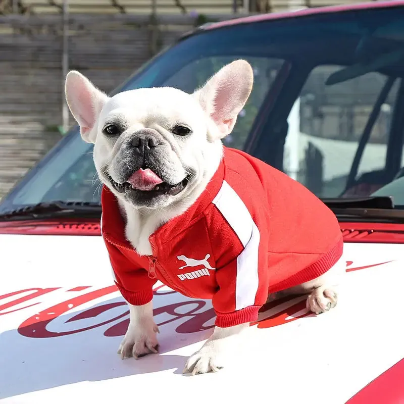 Prestigious Stylish Sweatshirt for Dogs