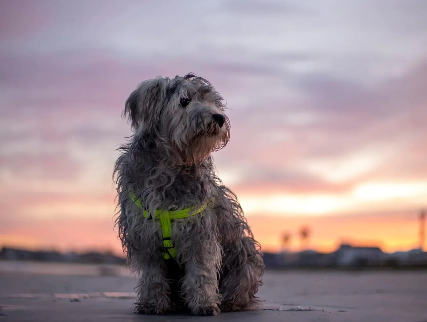 Reflective Adjustable Dog Step in Harness for Medium Dogs; matching collar and leash available, Yellow