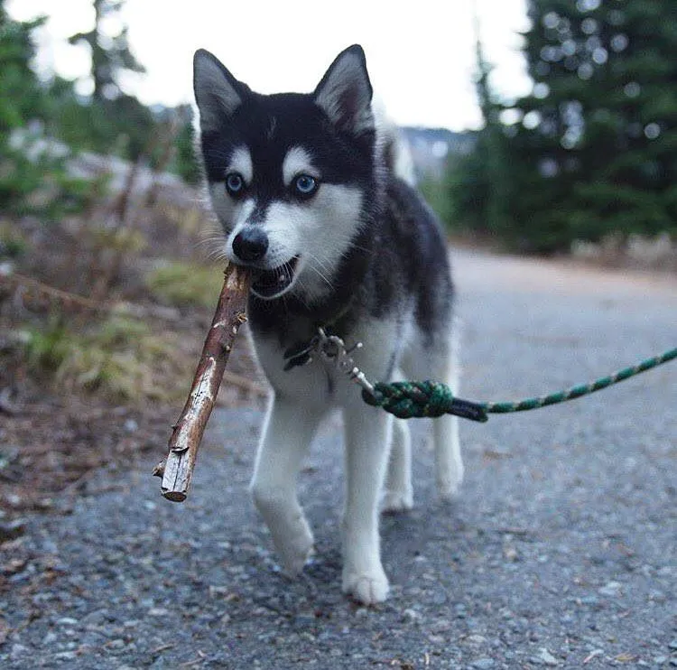 Rope Leash Camo