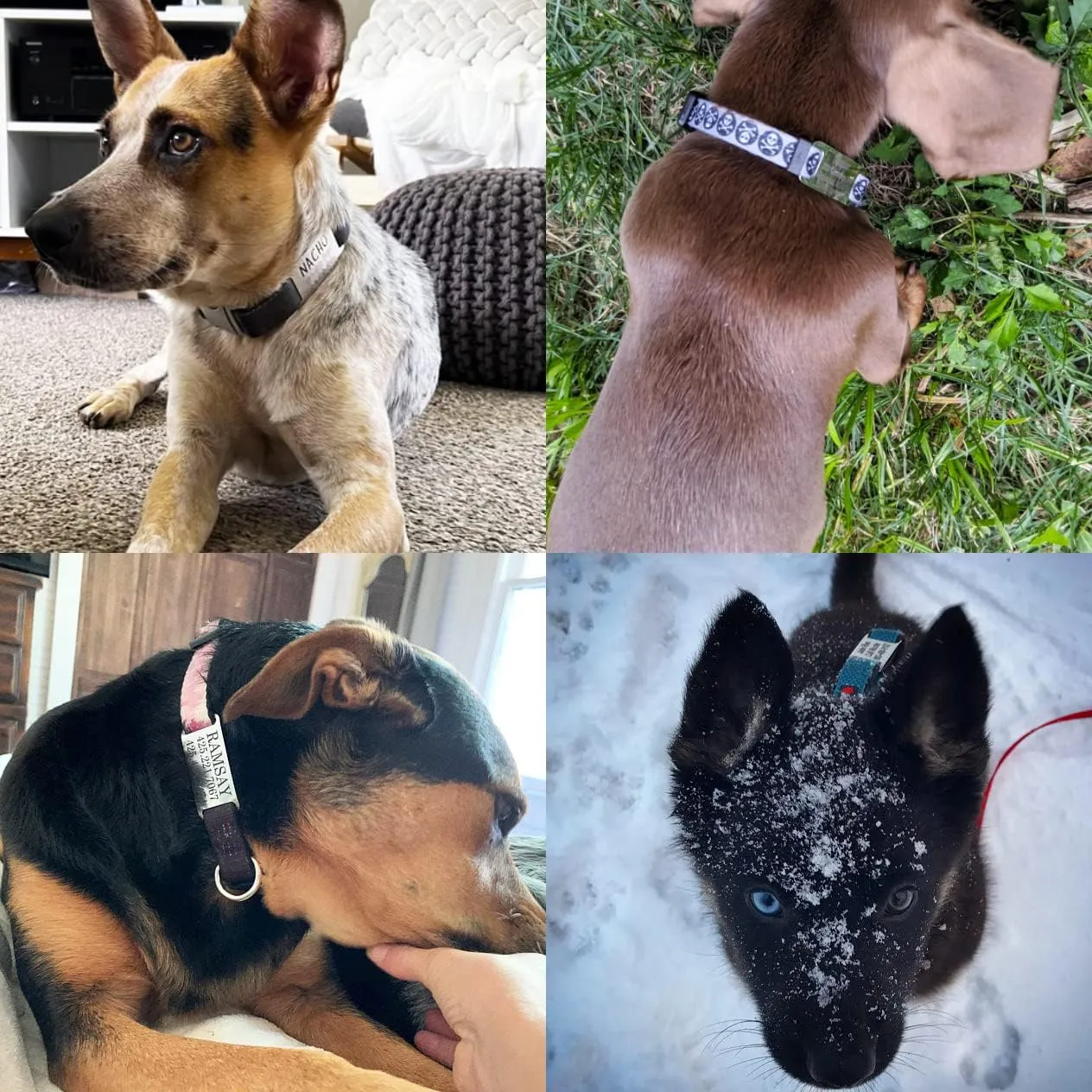 Slide-On Pet ID Tags - S/M/L/XL Personalized Dog and Cat Tags, Silent, No Noise Made of Stainless Steel, Large-fits 1 inch Collars, Custom Engraved Dog Name Tags