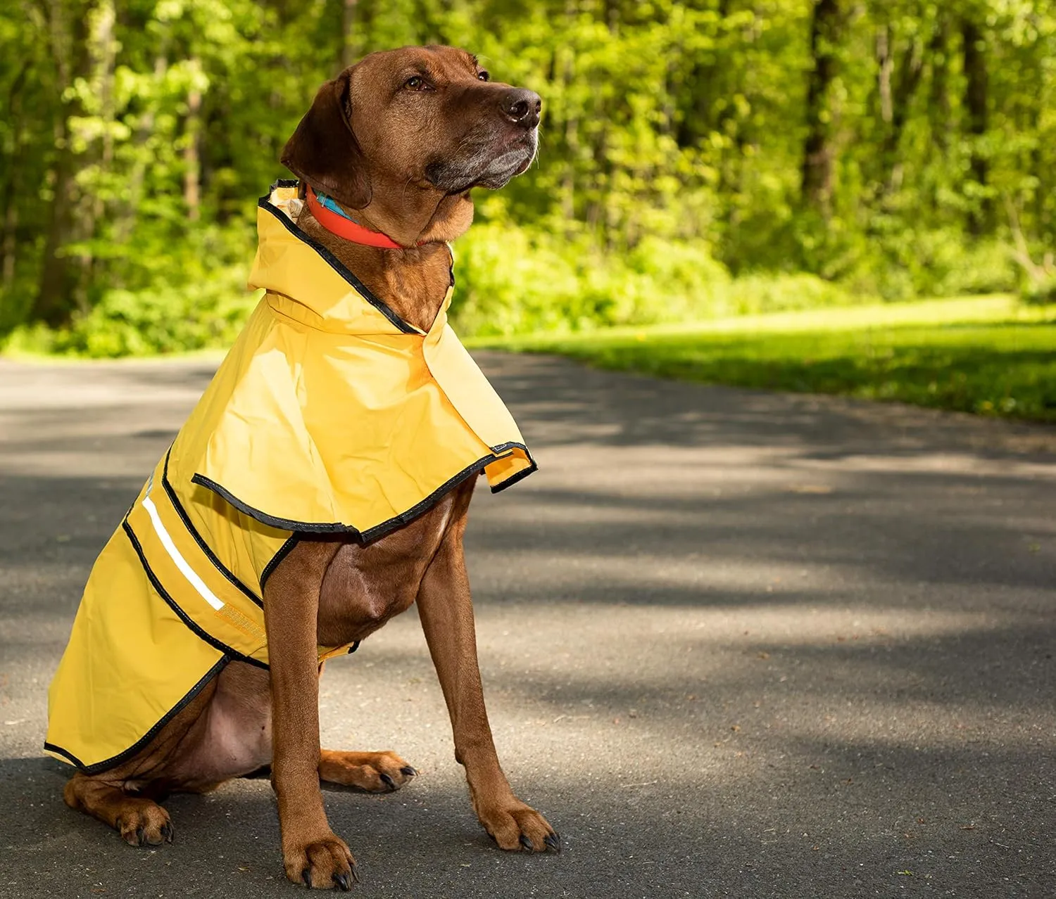 SPOT Rainy Days Slicker - Yellow Dog Rain Jacket With Hood, Reflective Strip for Safety, Leash Hole & Adjustable Velcro Belly Strap, 100% Polyester Water Resistant Pet Raincoat - Small, 9in Long