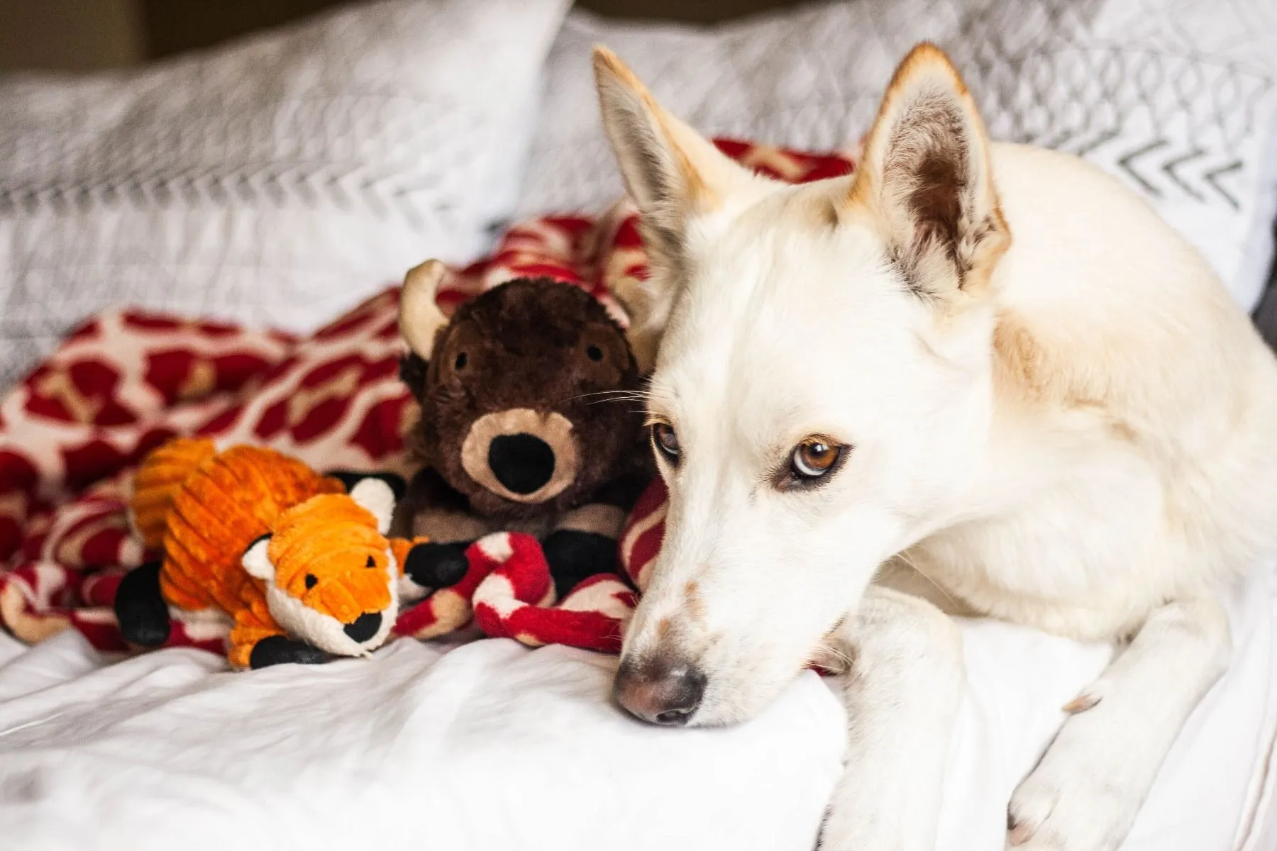 Tall Tails Dog Toy Plush Fox