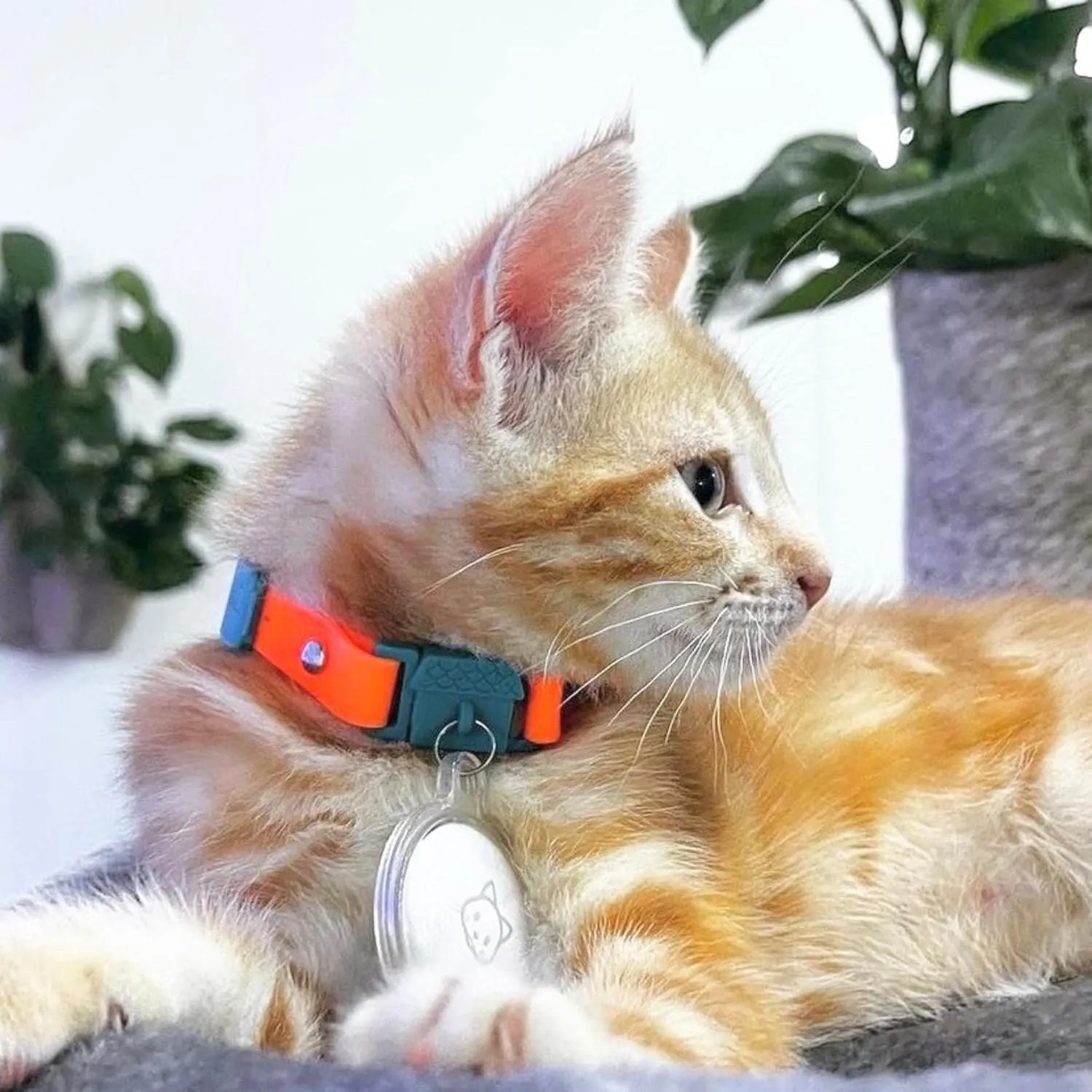 Tangerine Cat Collar with Bell. Cat Friendly Award Winner. Approved by Vets and Cat Experts. Breakaway Cat Collars Quick Release. Kitten Collar. Won't Rub Fur. Lightweight, Soft & Comfy
